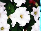 White Flowers
-800x600